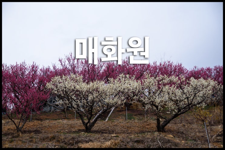 부산 기장 매화원 홍매화 꽃구경 명소 개화상황 개방날짜