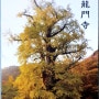 우수(雨水)에 또래 지공선사 봄나들이로 용문사은행나무(천연기념물 제30호) 보고