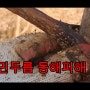 가시없는 민두릅 동해피해