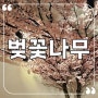 벚꽃나무 인테리어, 서울 갈현동 실내포차에 핑크빛 조화조경 완성