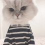 [모찌냥] 귀여운 고양이 사진 모음