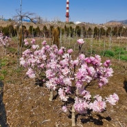 별목련 '돈, (magnolia stellata 'dawn')