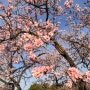 스페인 벚꽃 구경 시즌, 사실은 아몬드 꽃