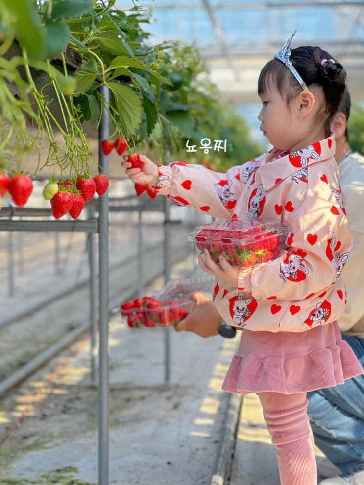 대구 근교 고령 아이랑... 체험 학습장 다산 딸기 조합농원 체험장