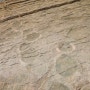 경북 의성 금성면 공룡발자국화석