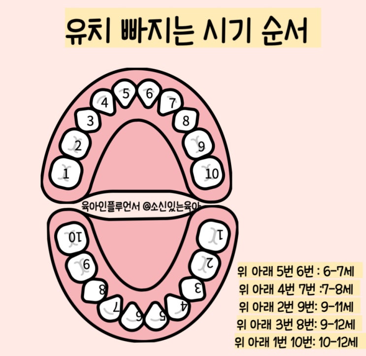 이빠지는순서 유아치아갯수 유치보관함 치아보관함 : 네이버 블로그