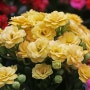 다양한 색상의 예쁜 겹꽃이 피는 칼란디바 (Calandiva®, 칼랑코에 겹꽃)
