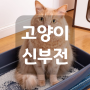 고양이 신부전, 조용히 생명을 앗아가는 질병