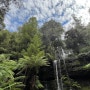 [타즈매니아/Tasmania] 로드 트립 Route 01. Mount Field 마운트 필드 국립공원 🏕️