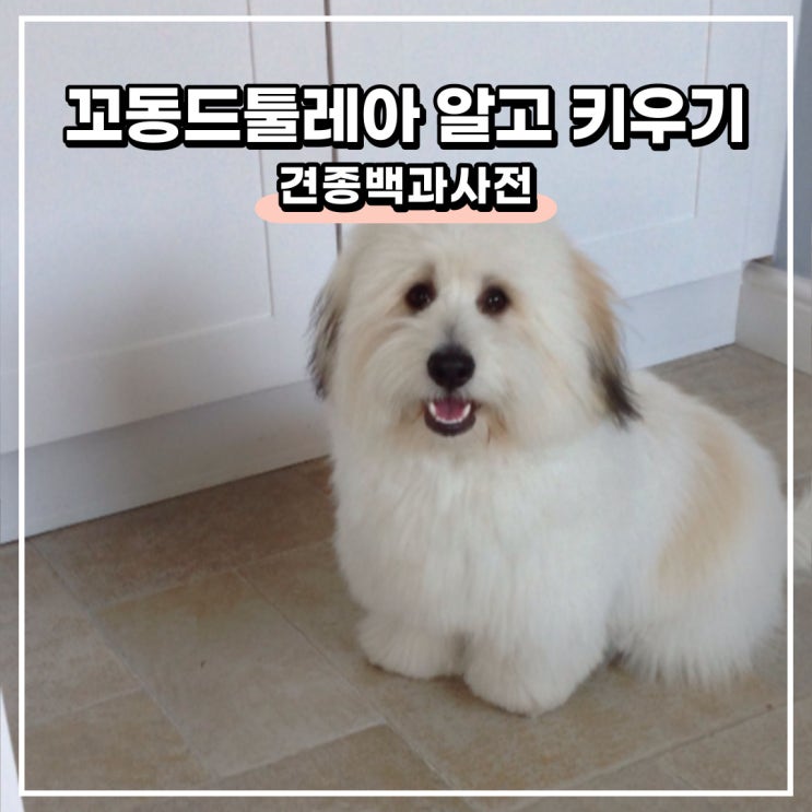 꼬동 드 툴레아 분양 성격 털빠짐, 꼬똥 꽃동 꼬통 강아지 알고 키우기 : 네이버 블로그