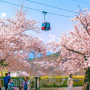 3월가볼만한 곳 개나리, 진달래, 벚꽃개화시기 및 봄꽃축제