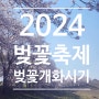 2024 전국 벚꽃축제 벚꽃 개화시기
