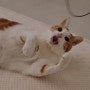 고양이장난감 베코코 반딧불 광섬유낚시대에 역대급 반응