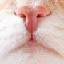 고양이 코의 색깔과 후각!