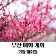 부산 기장 매화원 2024년 매화 개화상황 2월18일