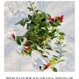 트리초스 키우기 쉬운 인기 있는 인테리어 식물 행잉 플랜트