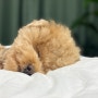 강아지에게 낮잠이 꼭 필요한 이유, 새끼 강아지 낮잠 시간