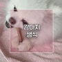 강아지 생식 이유 장 단점 주의사항