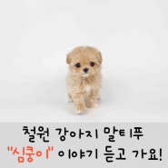 철원 말티푸 똑똑한 강아지 2개월 소형견 수명 특징