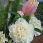 남학생 중형꽃다발만들기 : 카네이션, 런던아이장미, 거베라, 옥시펜타늄, 페니쿰 꽃조합