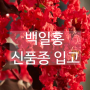 🌺대성농원 신품종 백일홍 특선(베스트 레드, 핑크 벨루어) 🍂