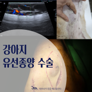 [아프리카동물메디컬센터] 15살 강아지 유선종양 수술 후기