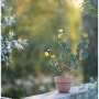 봄마중 묶음세일 - 이태리토분 EV 레벤트 엔틱 14 / Terracotta Pot & Garden 지앤숍 ZIENSHOP