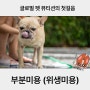 애견미용기초 부분미용(위생미용) 발바닥/발등/배/항문/귀/발톱 :: 글로벌펫 애견미용학원