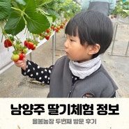 남양주 딸기체험 율봄농장 두번째 방문기 - 다른곳과 다른점 비교