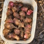 2월에 수확하는 작물 돼지감자 수확시기 및 먹는 방법