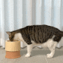높이조절식기 고양이밥그릇 꼬물리 킁킁 반려동물식기