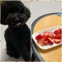 강아지 딸기 먹어도 될까? 급여량 체크까지✔️