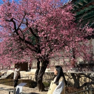 양산 통도사 매화 개화 상황 꽃놀이 시작