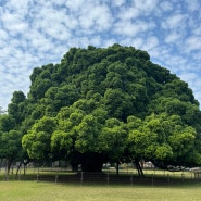 🇹🇼 타이난 여행1