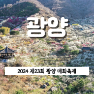 2024 전남 광양 매화축제 기본정보 입장료 환급 및 면제, 셔틀버스 총정리