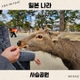 오사카 근교 나라 사슴공원 시간 먹이 가격 팁 소도시 여행에서 힐링
