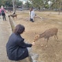 [일본] 오사카여행 둘째날_나라사슴공원, 인사하면 과자주는줄 아는 사슴들이 있는 곳