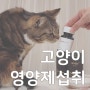 고양이 영양제, 어떤것이 필요할까요?