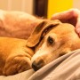 잠 못 자는 강아지.. 설마 인지기능장애? 강아지 치매 확인 차트 및 관리법👨⚕️