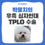 강아지 십자인대 수술 / TPLO 수술 후기 / 역삼 수술 전문 동물병원