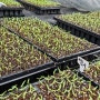 [영월나우리터] 유기농 고추 재배 - 파종 11일 차
