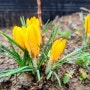 크로커스 -봄꽃