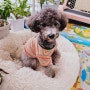 강아지 봄옷 반려동물 줄무늬 보터밍 셔츠 나들이옷으로 딱이야!!!