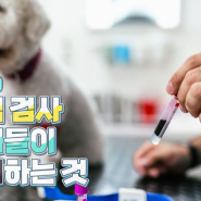 강아지 노령견 건강검진 혈액검사 의미