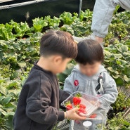 [청주 아이랑 딸기체험] 자유로운 분위기의 강반장딸기 추천!