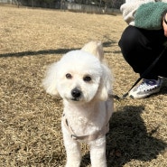 용인 역북동 애견 미용실 멍멍선생 첫 방문 이용 후기(예약방법 위치 가격 등)