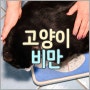 고양이 비만의 원인과 위험. 살찐 고양이 비만도 확인 Obesity in Cats