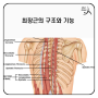 최장근(Longissimus)의 구조와 기능을 알아보자.