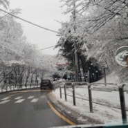 겨울왕국~눈으로 덮인 나무들