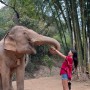 치앙마이 코끼리 에코 파크 투어 + 코끼리 간식 주기